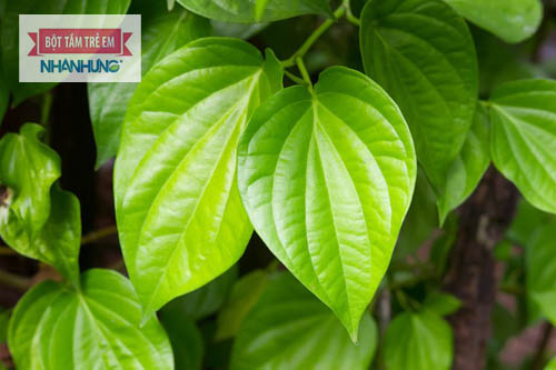 Lá trầu không chỉ giúp hỗ trợ trị chàm sữa ở trẻ