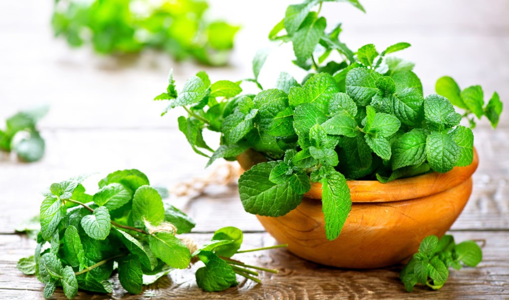  Bạc hà vừa giúp diệt khuẩn mà còn giúp hết hôi miệng.