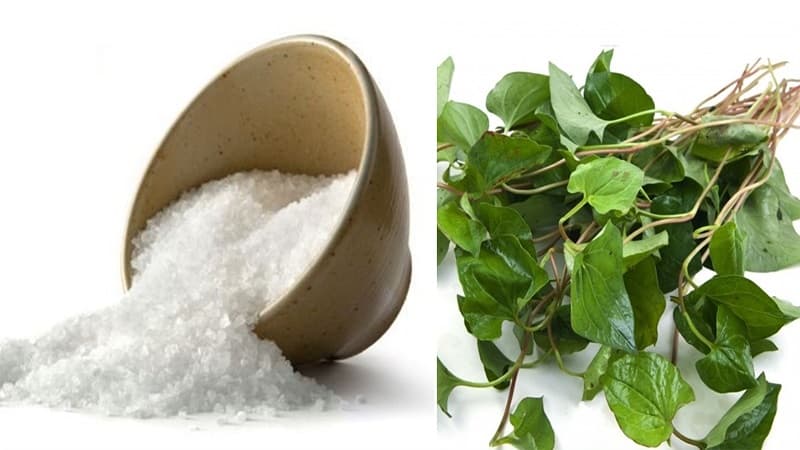  Rau diếp cá và muối giúp đẩy lùi sớm các triệu chứng viêm amidan.
