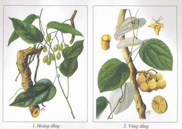 Hoạt chất Berberine có nhiều trong các loại thảo dược quý