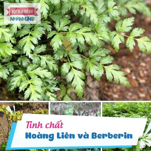 Hoạt chất Berberine được chứng minh đem lại tác dụng vượt trội trong điều trị bệnh ngoài da cho bé