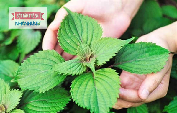 Lá tía tô giảm nhanh triệu chứng ngứa do mề đay gây ra