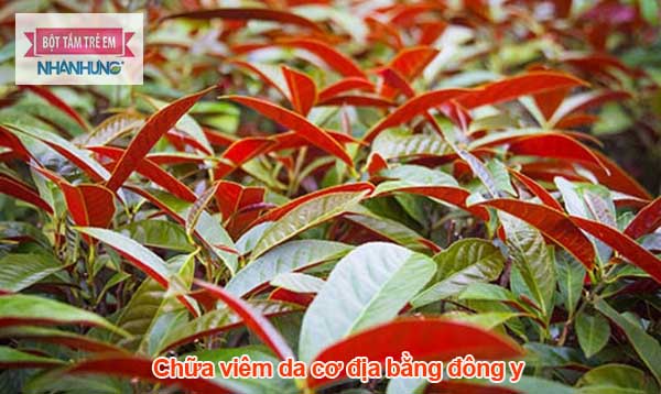 Cây đơn đỏ có tác dụng thanh nhiệt, giải độc