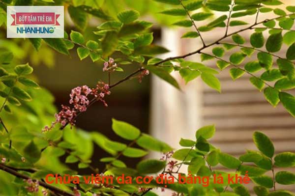 Chữa viêm da cơ địa bằng lá khế giúp giảm ngứa, giảm nhiệt