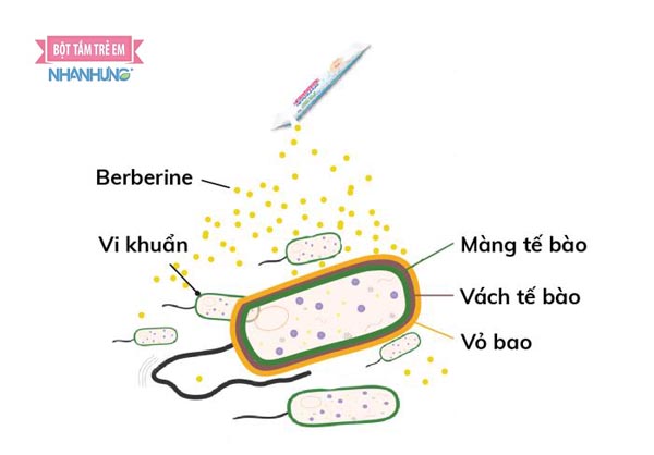Berberine còn có tính chống viêm và kháng nấm