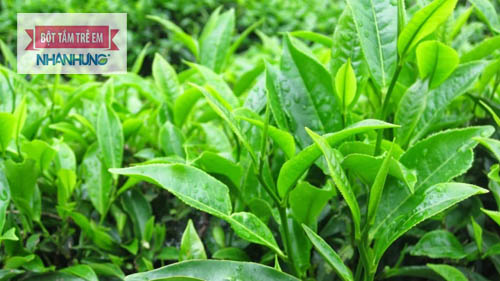 Chè xanh được dùng nhiều để tắm cho trẻ bị rôm sảy