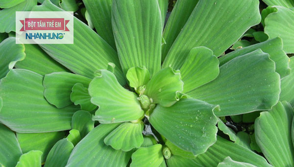 Bài thuốc từ cây bèo cái đem lại tác dụng hiệu quả