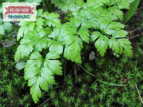 Hoàng liên chân gà chứa Berberin 4%