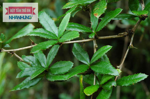 Hoàng liên gai có tác dụng trị các bệnh đường tiêu hóa