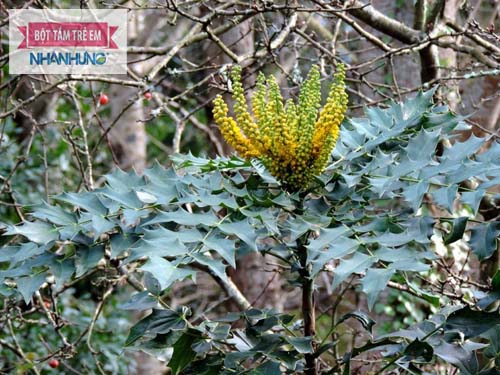 Hoàng liên ô rô có tác dụng thanh nhiệt ở phế, vị can, thận