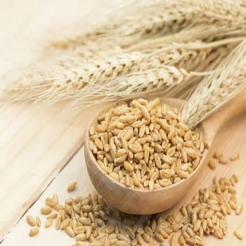 Beta-Glucan giúp giảm viêm đỏ hiệu quả