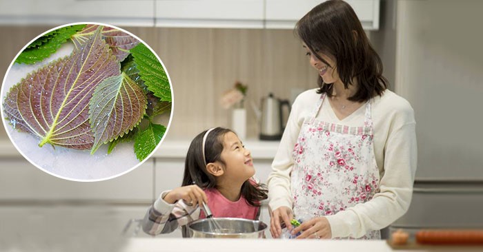  Dùng lá tía tô giúp hỗ trợ chữa viêm phổi cho trẻ hiệu quả.