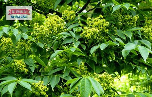 Hoàng bá: Thảo dược quý trong điều trị vết thương, mụn nhọt