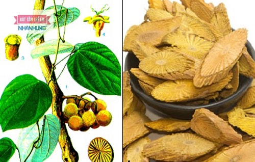 Vàng Đắng: Dược liệu quý có nhiều công dụng bất ngờ