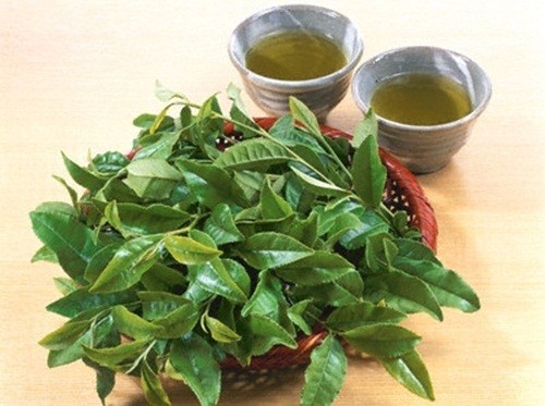 Chè xanh giúp đẩy lùi hăm tã hữu hiệu