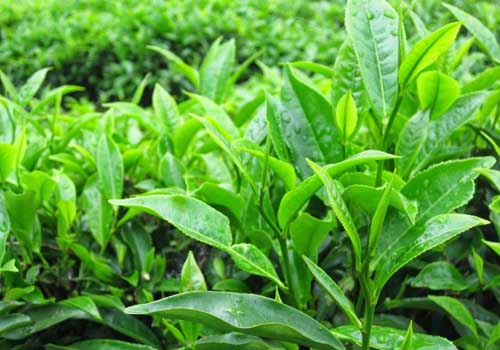Chè xanh được xem là “khắc tinh” của hăm tã