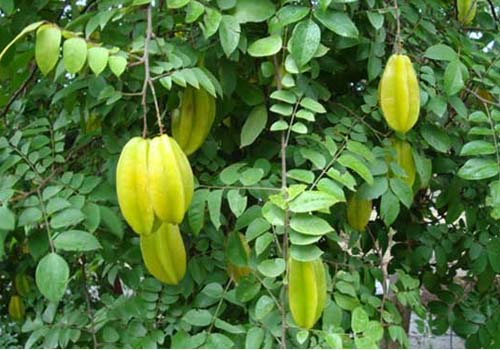 Lá khế được coi là “thần dược” trị rôm sảy