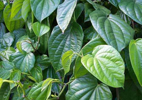 Mẹ có thể trị hăm háng cho con bằng lá trầu không