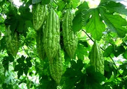 Mướp đắng - món ăn ngon, bài thuốc quý