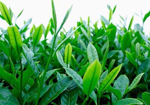 Rất nhiều người đã lựa chọn lá chè xanh để trị hăm tã cho con
