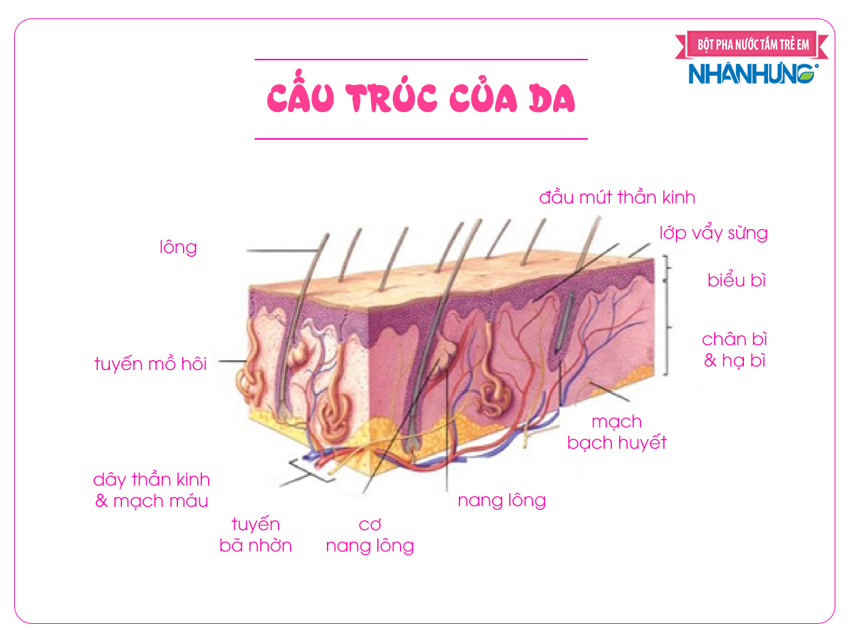 Cơ chế tác dụng của bột tắm nhân hưng - cấu trúc da