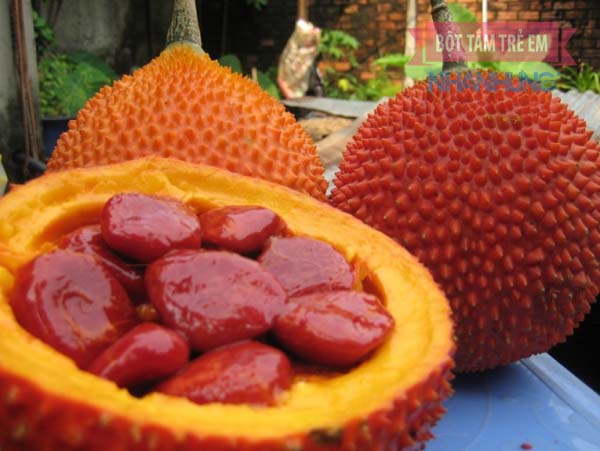 Trị mụn bọc bằng hạt gấc