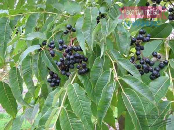Tinh chất Berberine trong cây Hoàng Bá giúp chữa mụn nhọt hữu hiệu