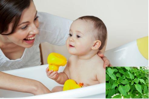 Trị rôm sảy cho bé bằng lá kinh giới là phương pháp được nhiều mẹ bỉm sữa áp dụng