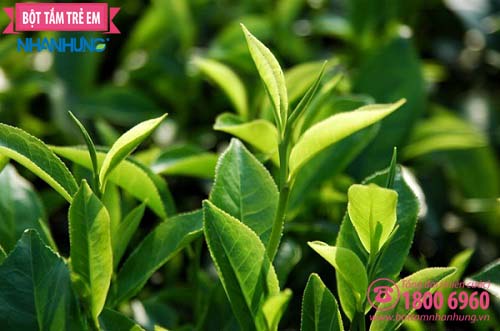 Lá chè xanh có chất catechin có tác dụng kháng khuẩn