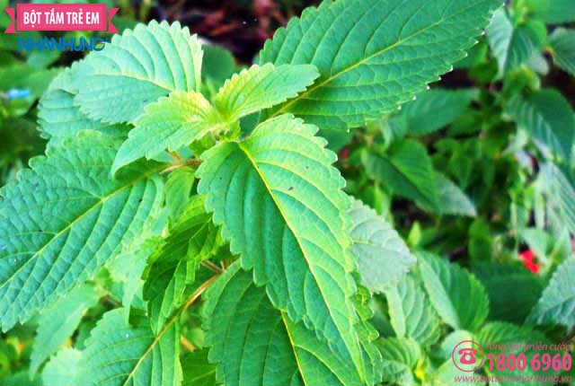 Lá kinh giới có nhiều vitamin và khoáng chất có công dụng kháng khuẩn, chống oxy hoá