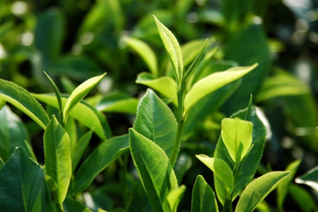 Lá chè xanh có thể trị hăm bẹn ở trẻ