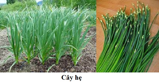 cây hẹ rất mát và giúp ích cho người bị rôm sảy