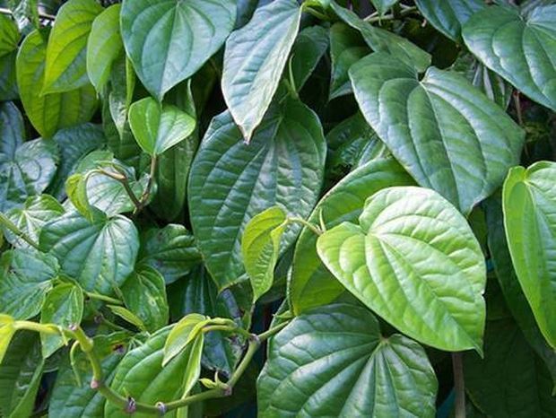 Đừng quên sử dụng lá trầu không khi con bị chàm sữa