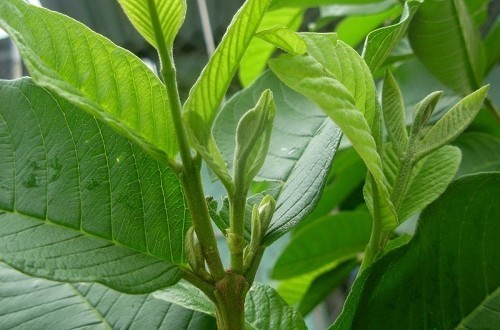 Bài thuốc trị chàm sữa từ lá ổi cũng rất phổ biến