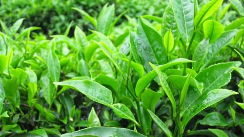 Tắm nước lá chè xanh trị rôm sảy cho trẻ