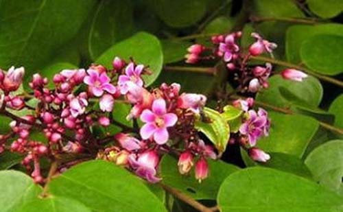 Tắm nước lá khế chua trị rôm sảy cho trẻ nhỏ