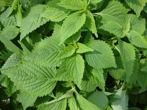 Tắm nước lá kinh giới trị rôm sảy