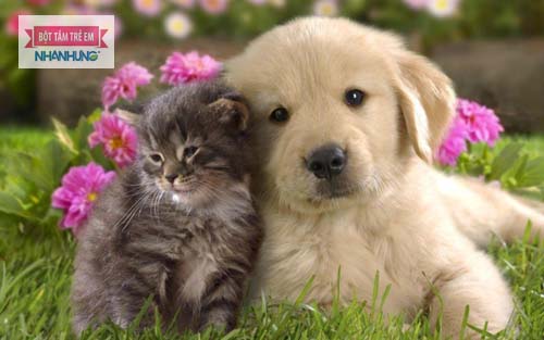 Chó mèo tuy đáng yêu nhưng cũng gây ngứa, dị ứng ở trẻ