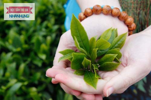 Lá chè có tính kháng khuẩn giúp đẩy lùi rôm sảy - trẻ bị rôm sảy ở cổ