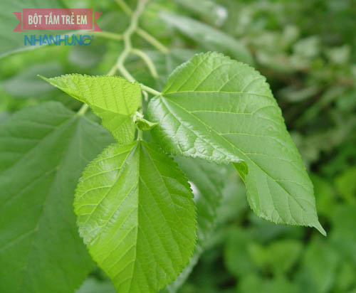 Chọn lá dâu tằm sạch không sâu bệnh