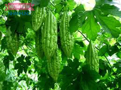 Lựa chọn khổ qua(Mướp đắng ) tắm cho trẻ sơ sinh