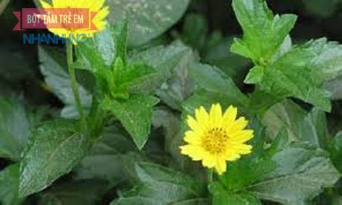 Cây sài đất  tắm cho trẻ sơ sinh rất an toàn