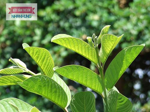Lá ổi xanh giúp kháng viêm, kháng khuẩn, điều trị bệnh chốc mép
