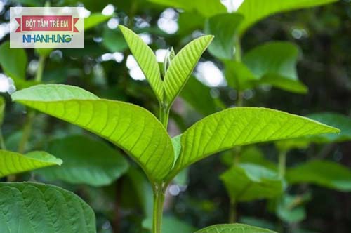 Cách Trị nước ăn tay bằng búp ổi