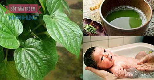 Lá trầu không có tác dụng trị rôm sảy cho bé