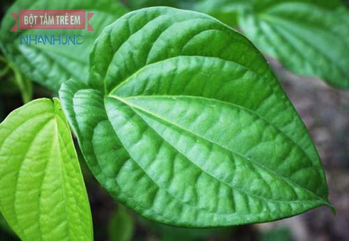 Lá trầu không có rất nhiều tác dụng trong điều trị bệnh