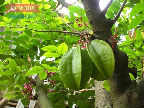 Lá khế giúp giảm ngứa, mề đay hiệu quả