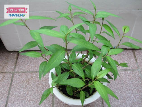 Rau răm có thể đẩy lùi lang beng ở trẻ