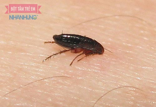 Chơi với thú nuôi, trẻ có thể bị bọ chét cắn