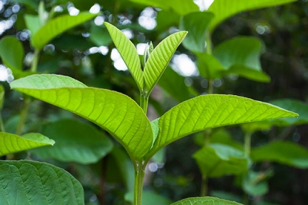 Chữa hăm tã cho trẻ sơ sinh bằng búp và lá ổi